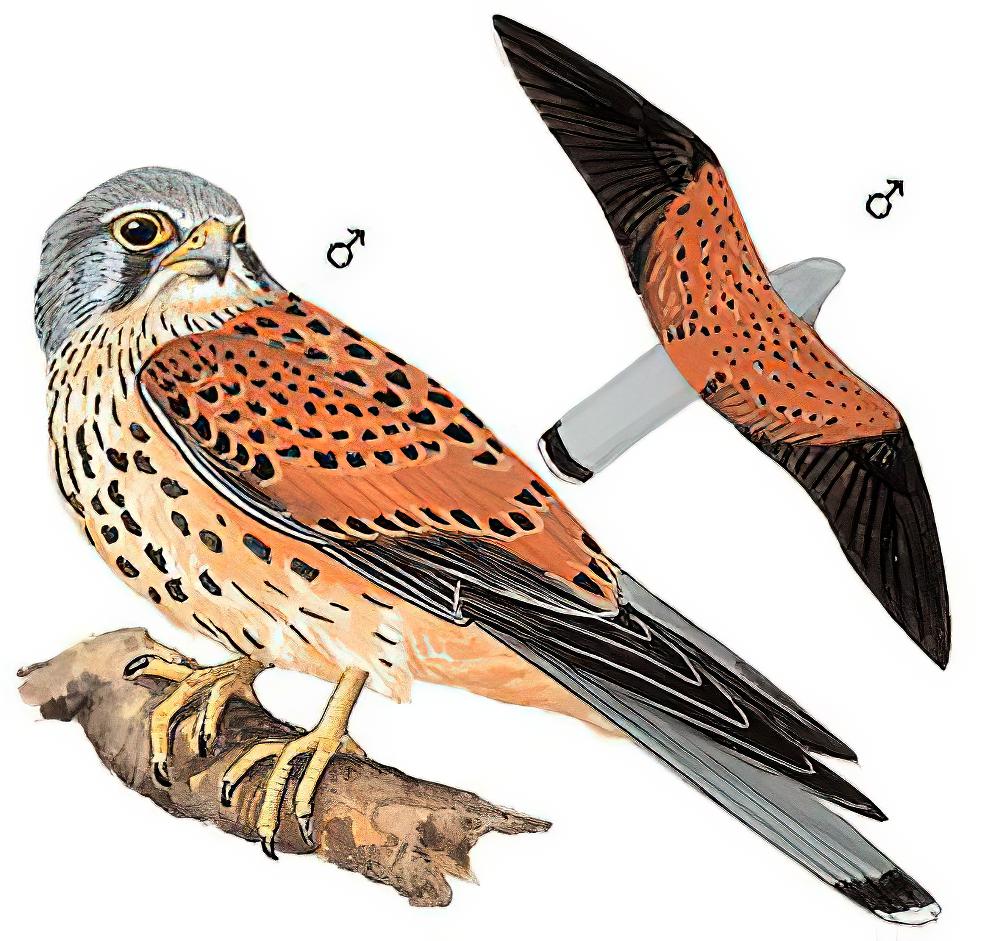 红隼 / Common Kestrel / Falco tinnunculus