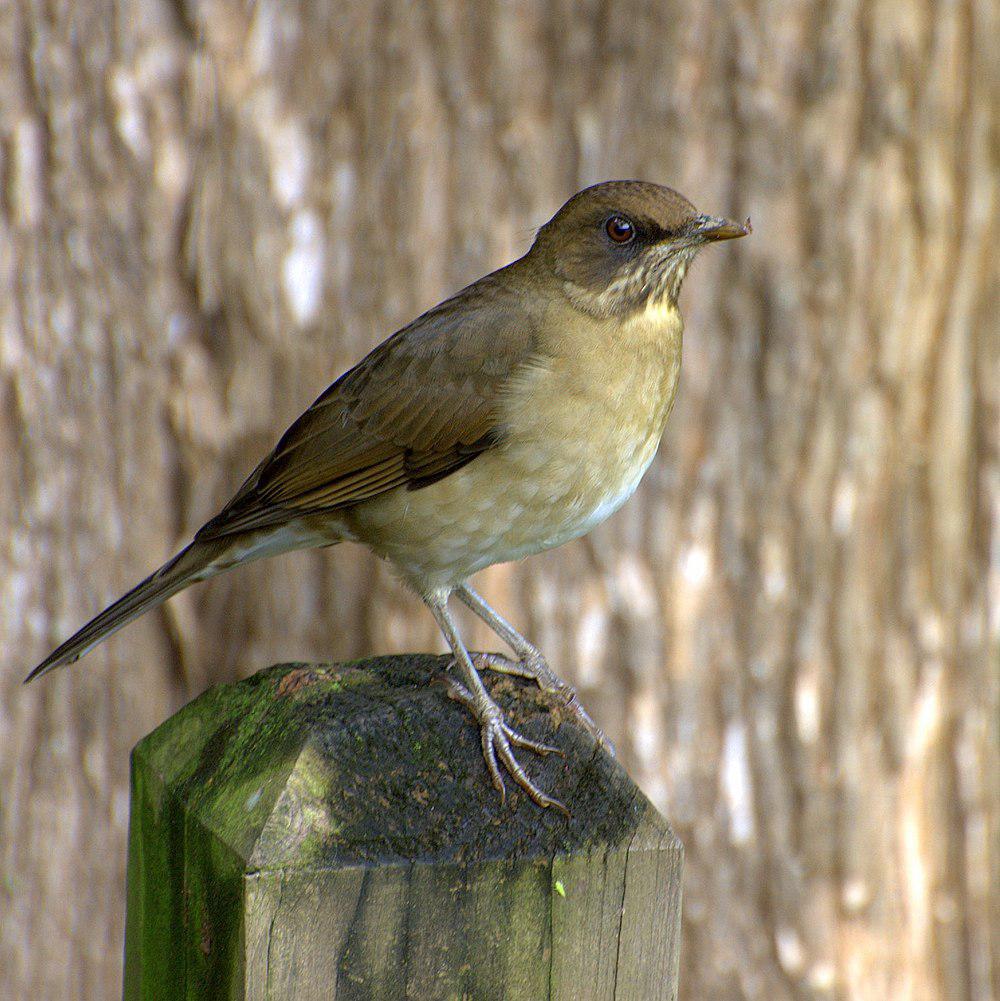 淡腹鸫 / Creamy-bellied Thrush / Turdus amaurochalinus