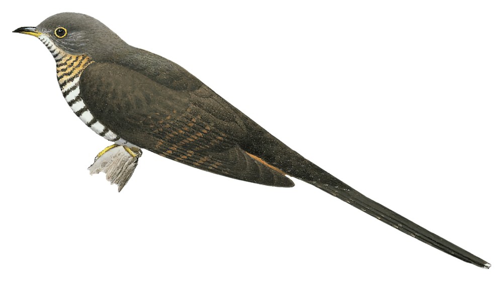 暗色长尾鹃 / Dusky Long-tailed Cuckoo / Cercococcyx mechowi