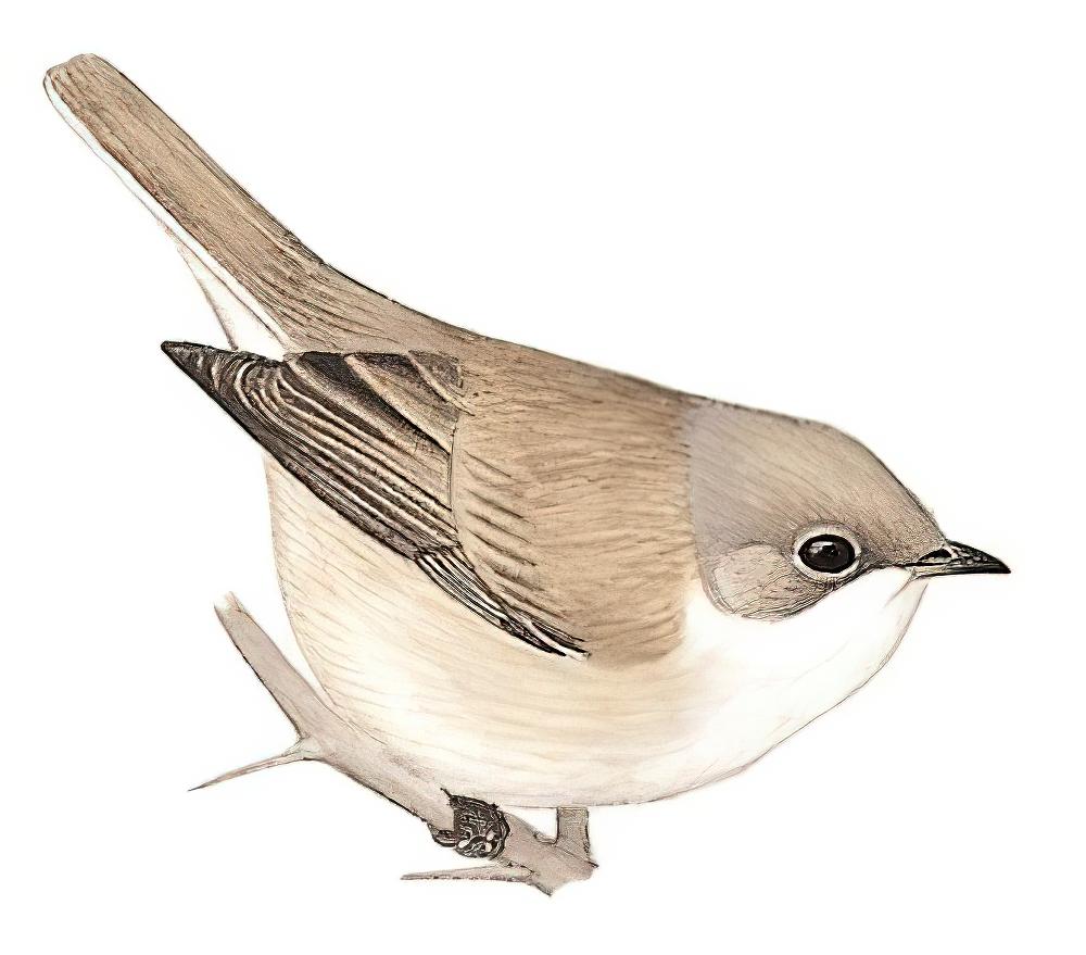 沙白喉林莺 / Desert Whitethroat / Curruca minula