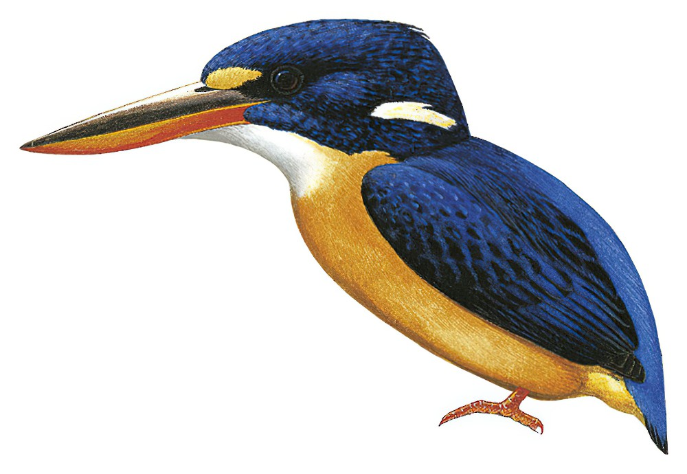 新不列颠三趾翠鸟 / New Britain Dwarf Kingfisher / Ceyx sacerdotis
