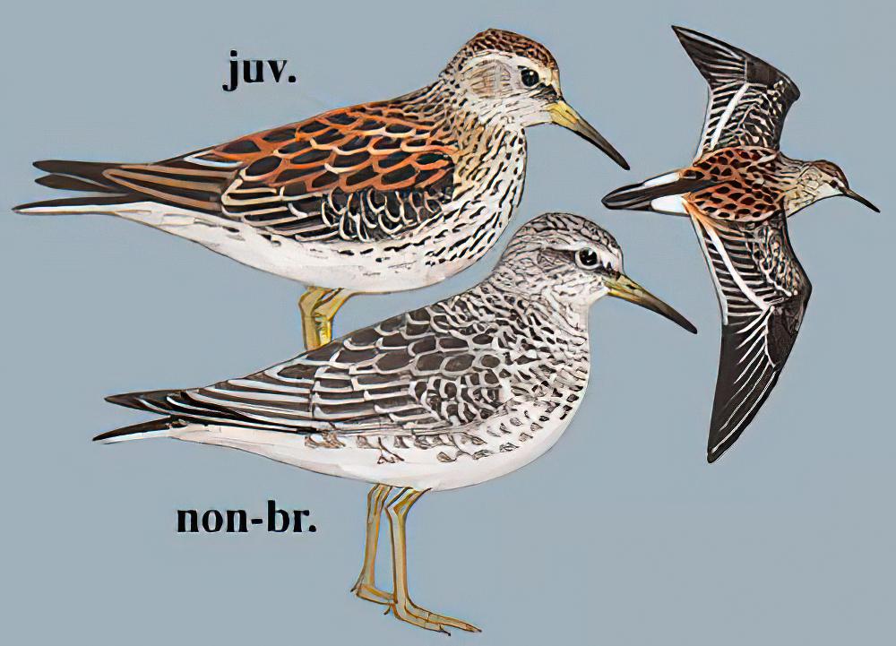 岩滨鹬 / Rock Sandpiper / Calidris ptilocnemis