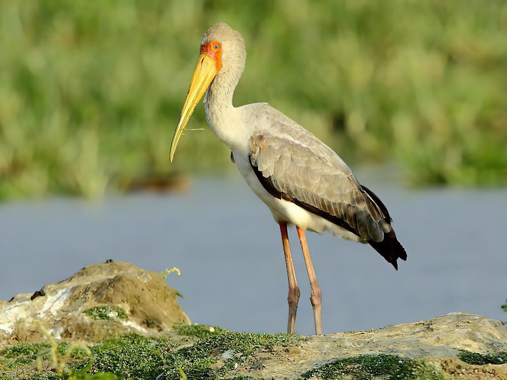 黄嘴鹮鹳 / Yellow-billed Stork / Mycteria ibis