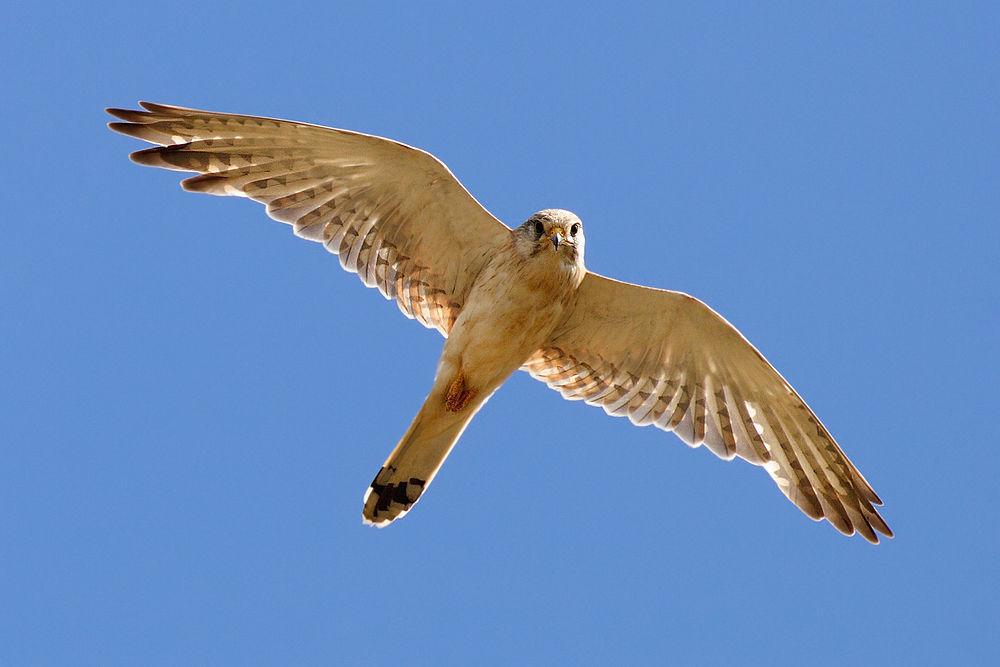 澳洲隼 / Nankeen Kestrel / Falco cenchroides