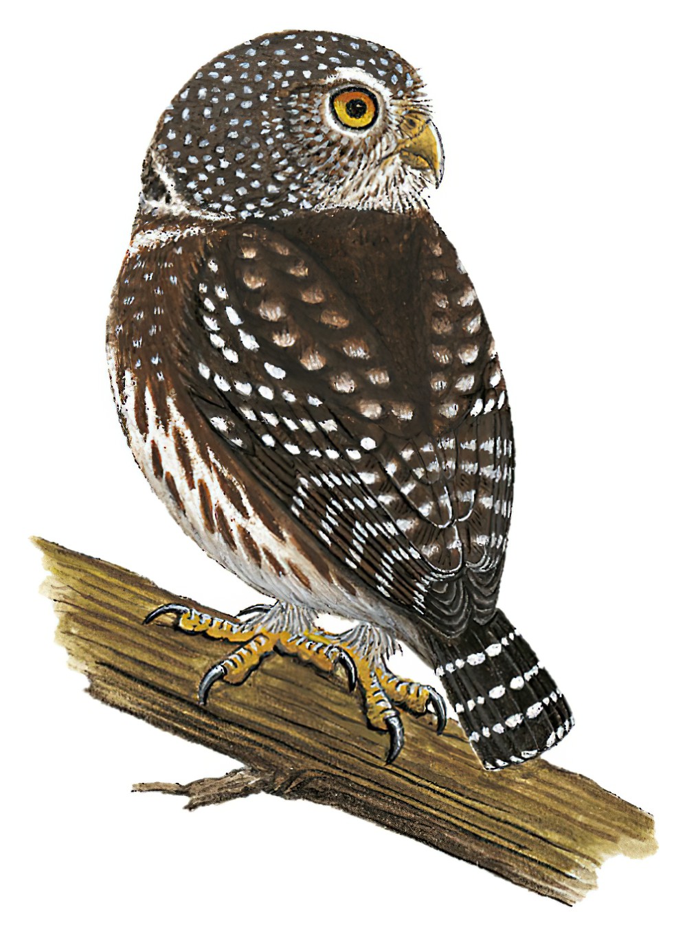 派克鸺鹠 / Subtropical Pygmy Owl / Glaucidium parkeri