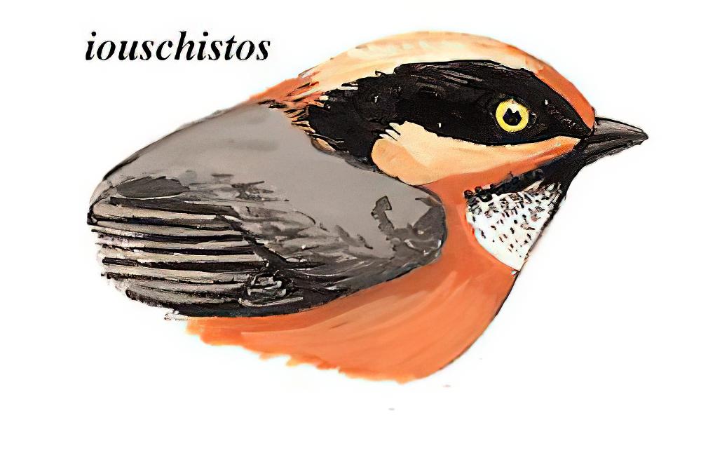 棕额长尾山雀 / Rufous-fronted Bushtit / Aegithalos iouschistos