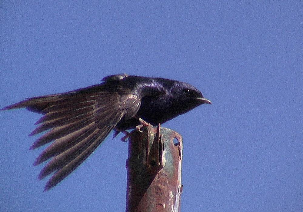 南美崖燕 / Southern Martin / Progne elegans