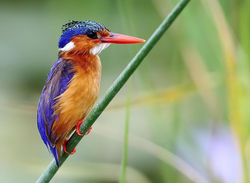 冠翠鸟 / Malachite Kingfisher / Corythornis cristatus