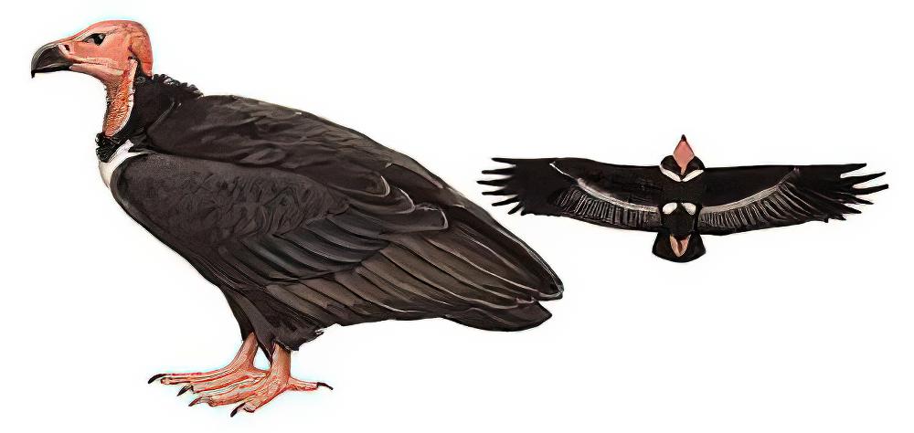 黑兀鹫 / Red-headed Vulture / Sarcogyps calvus