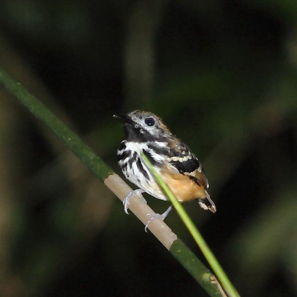 点斑背蚁鸟 / Dot-backed Antbird / Hylophylax punctulatus