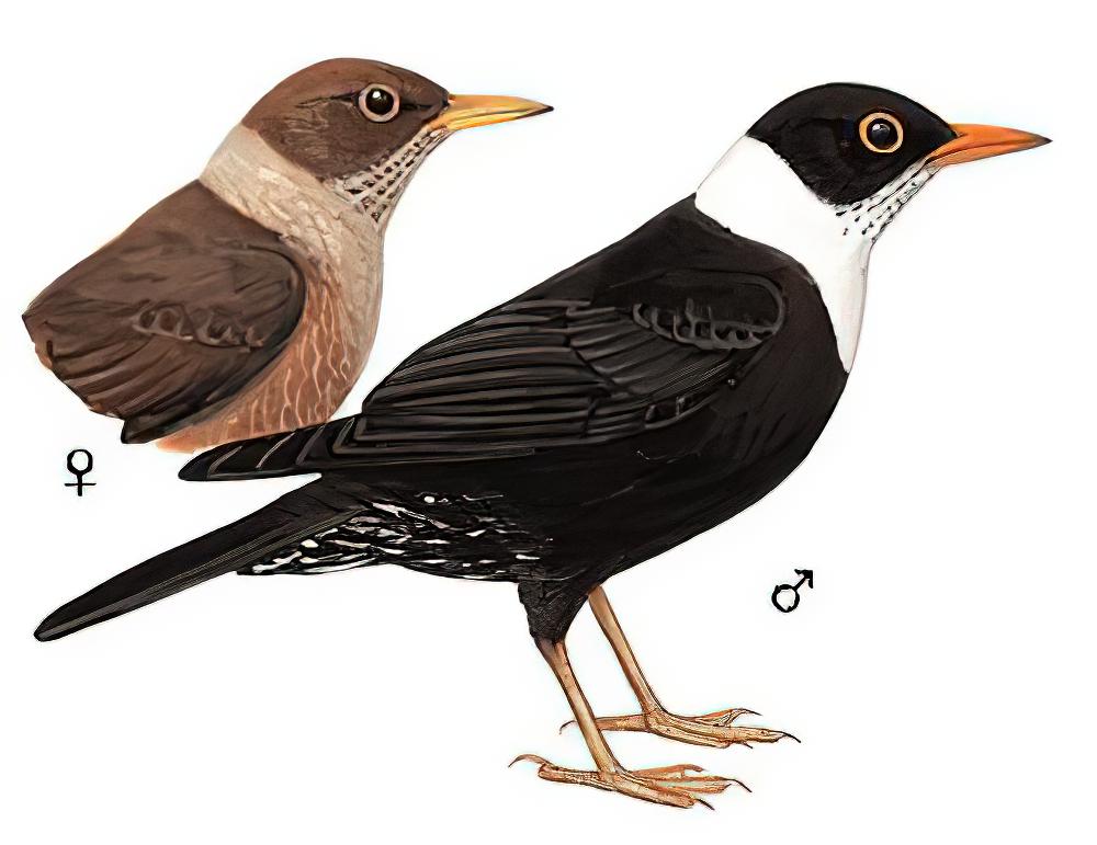 白颈鸫 / White-collared Blackbird / Turdus albocinctus