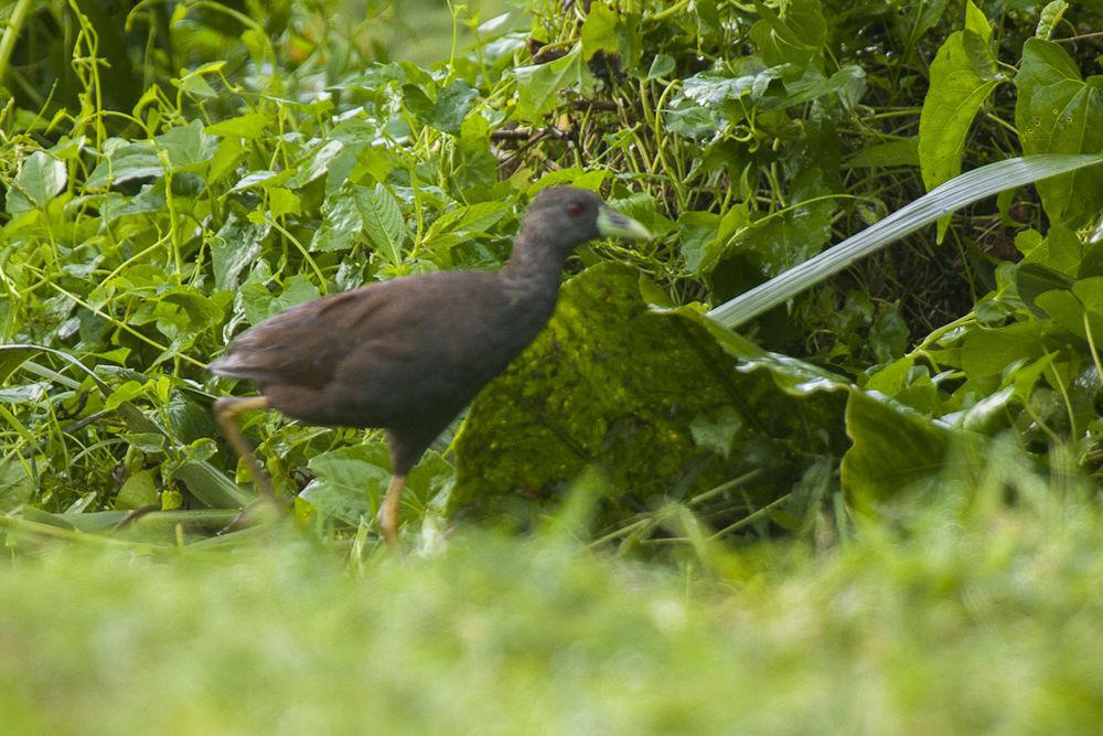 菲律宾苦恶鸟 / Plain Bush-hen / Amaurornis olivacea