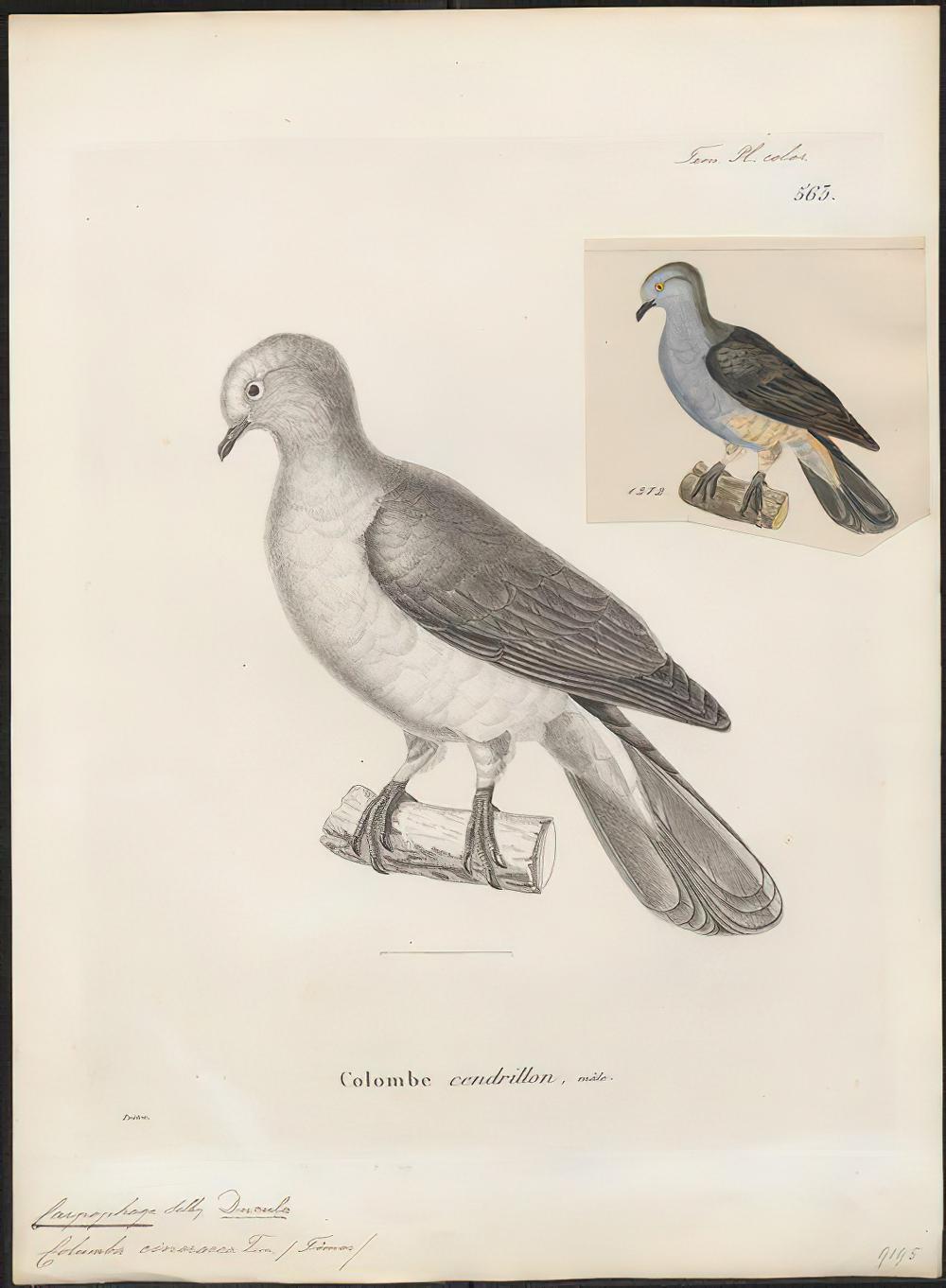 帝汶皇鸠 / Timor Imperial Pigeon / Ducula cineracea