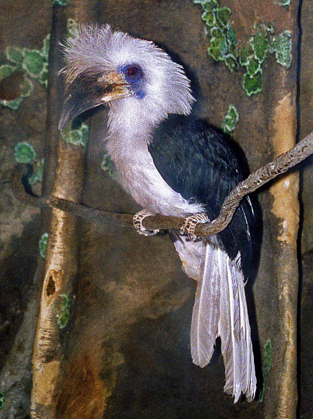 白冠犀鸟 / White-crowned Hornbill / Berenicornis comatus