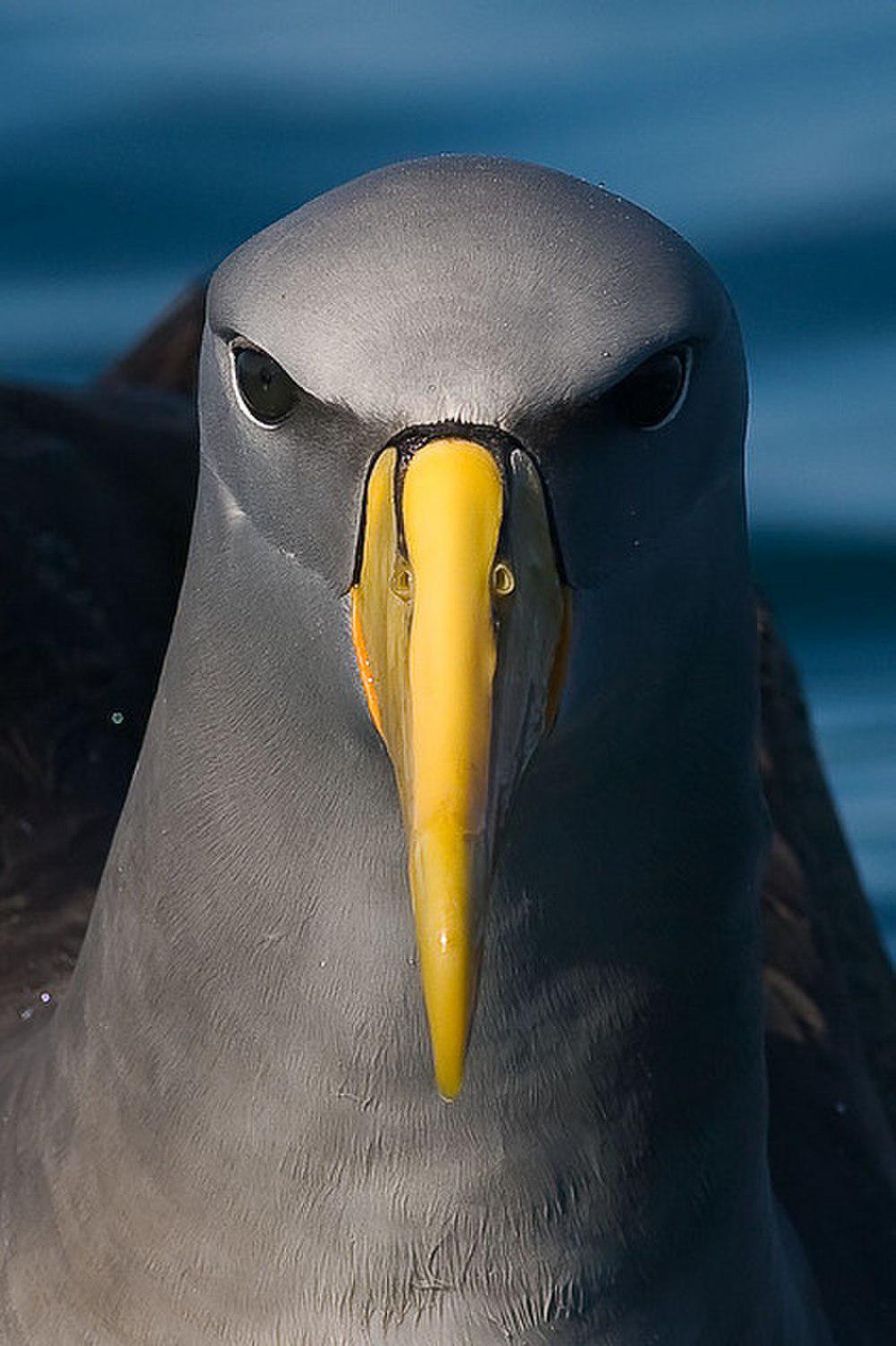 查岛信天翁 / Chatham Albatross / Thalassarche eremita
