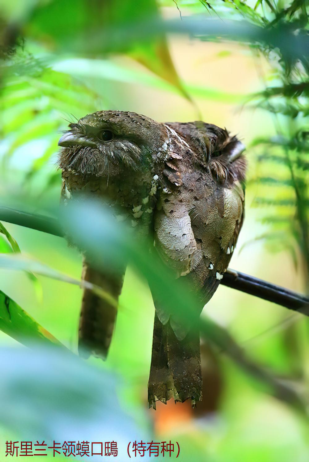 领蟆口鸱 / Sri Lanka Frogmouth / Batrachostomus moniliger