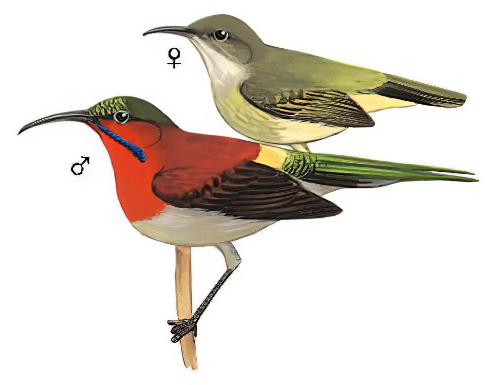 黄腰太阳鸟 / Crimson Sunbird / Aethopyga siparaja