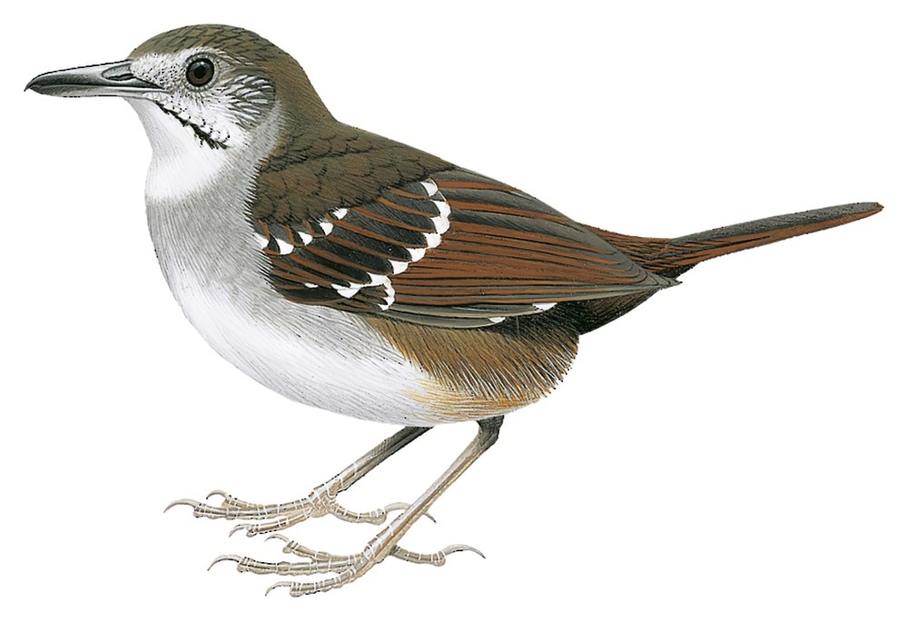 灰带鹪鹛 / Bicol Ground Warbler / Robsonius sorsogonensis
