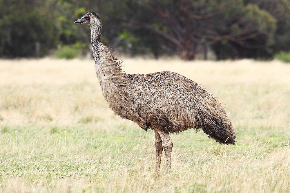 鸸鹋 / Emu / Dromaius novaehollandiae