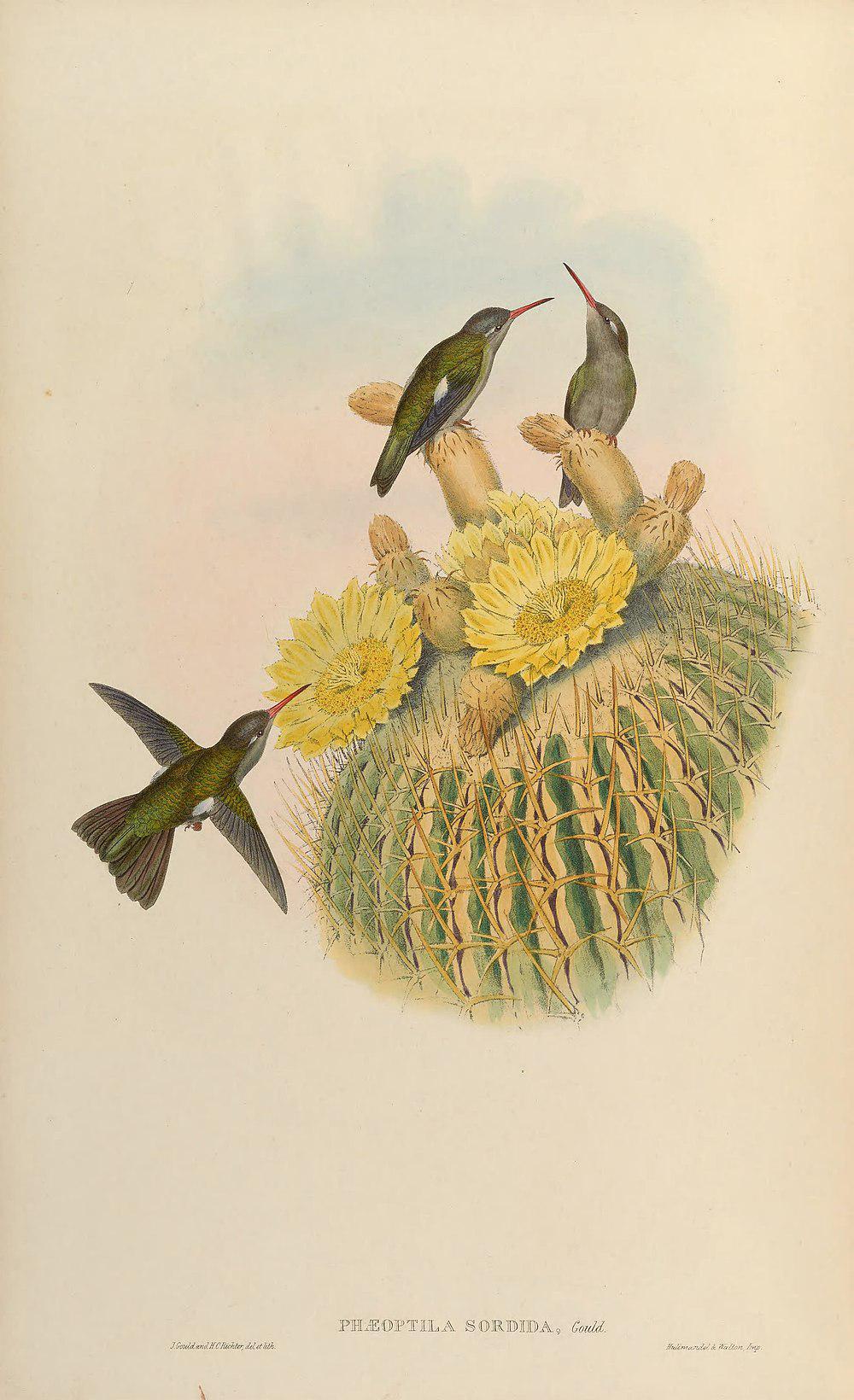 暗阔嘴蜂鸟 / Dusky Hummingbird / Phaeoptila sordida
