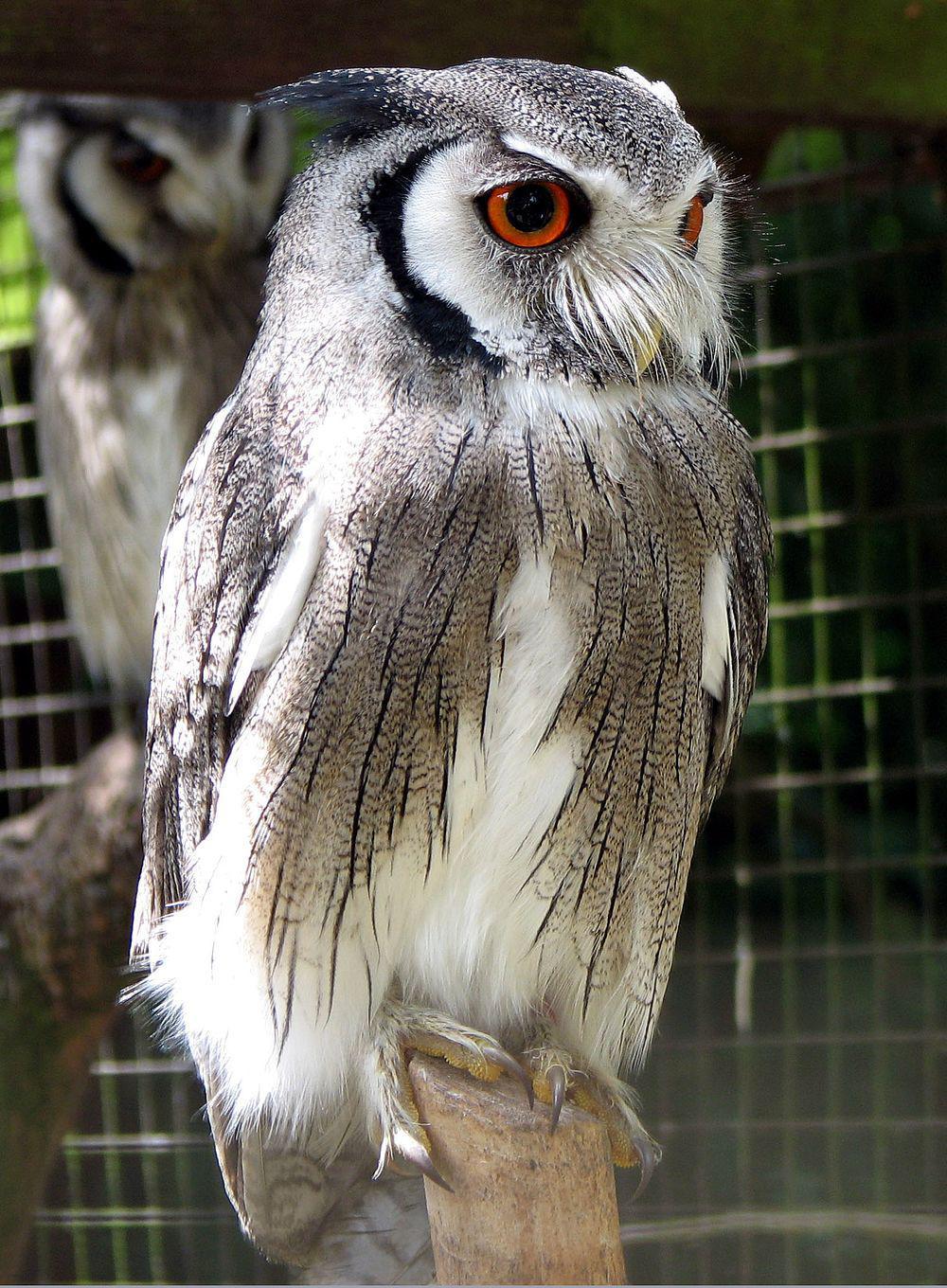 白脸角鸮 / Northern White-faced Owl / Ptilopsis leucotis
