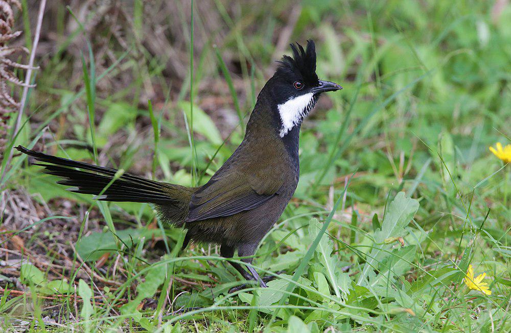 绿啸冠鸫 / Eastern Whipbird / Psophodes olivaceus