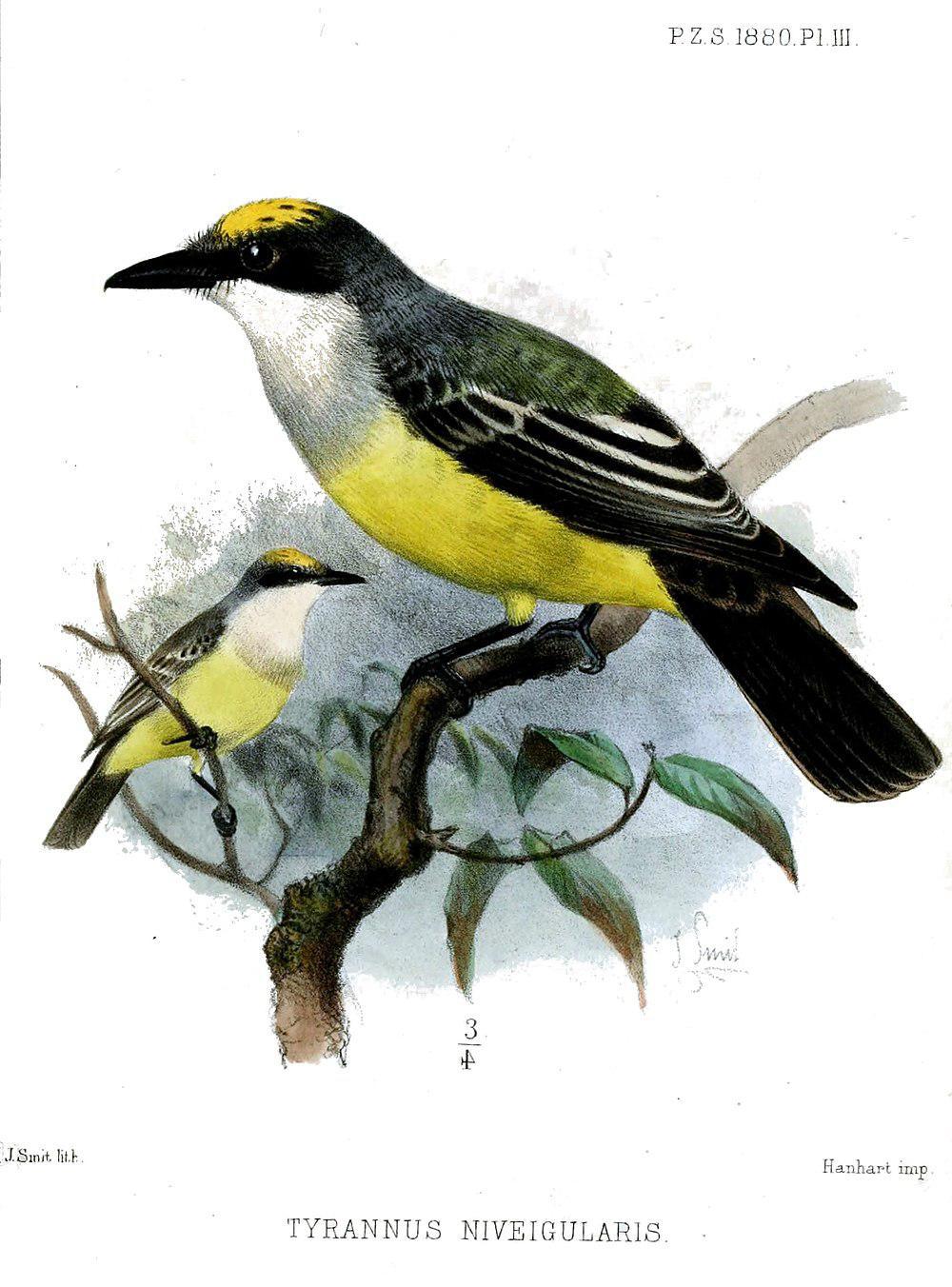 雪喉王霸鹟 / Snowy-throated Kingbird / Tyrannus niveigularis