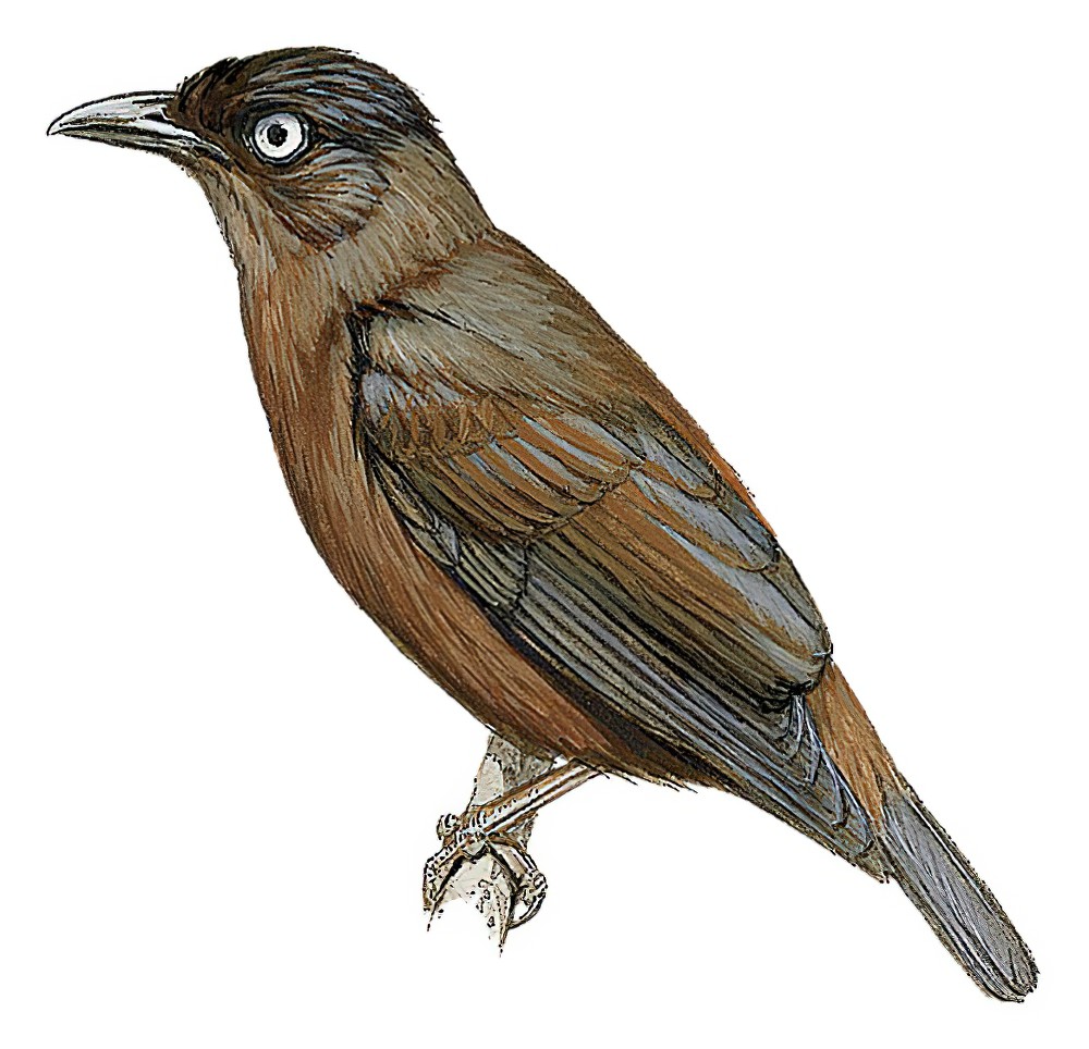 山辉椋鸟 / Mountain Starling / Aplonis santovestris