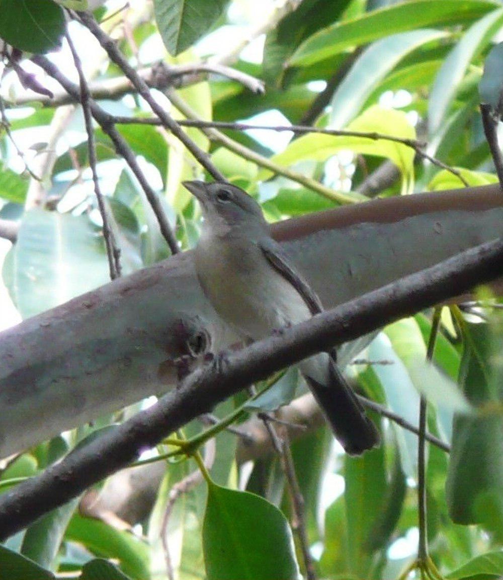 红顶雀 / Grey Pileated Finch / Coryphospingus pileatus