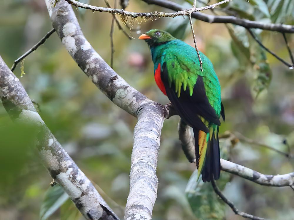 金头绿咬鹃 / Golden-headed Quetzal / Pharomachrus auriceps