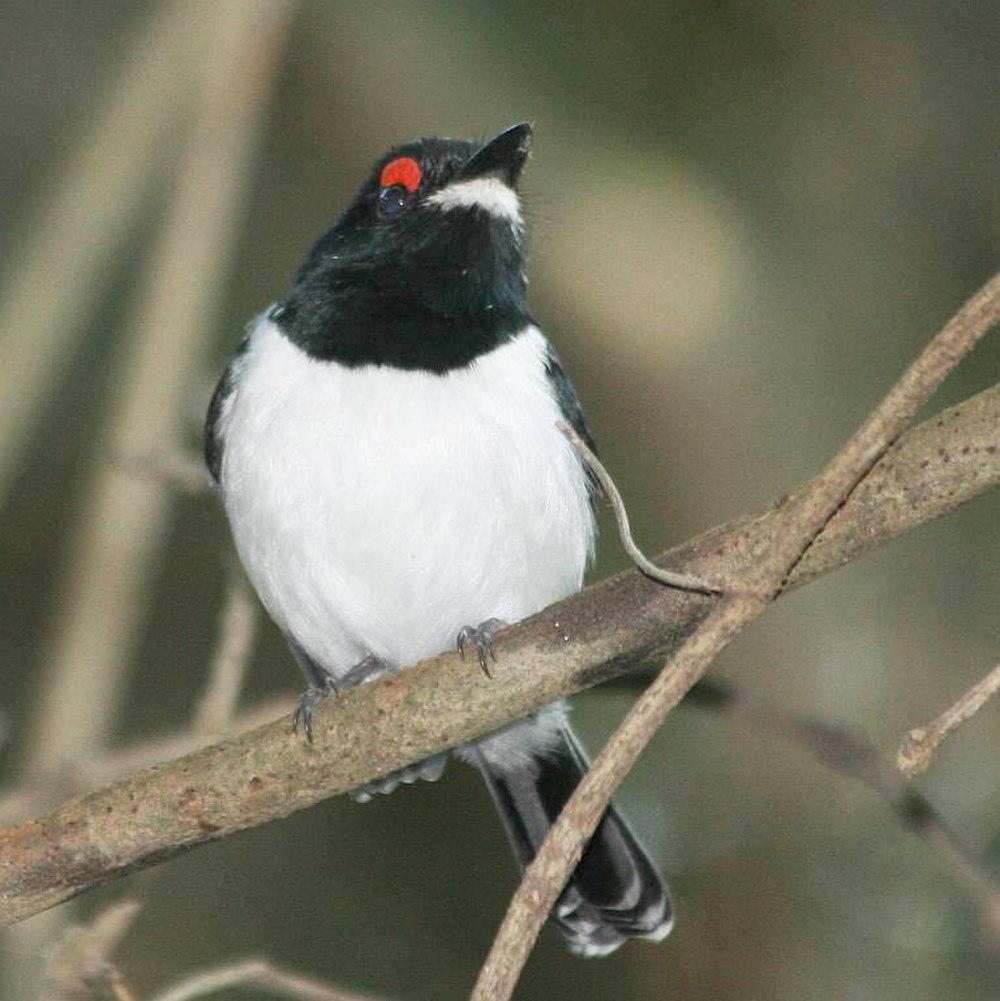 黑喉饰眼鹟 / Black-throated Wattle-eye / Platysteira peltata