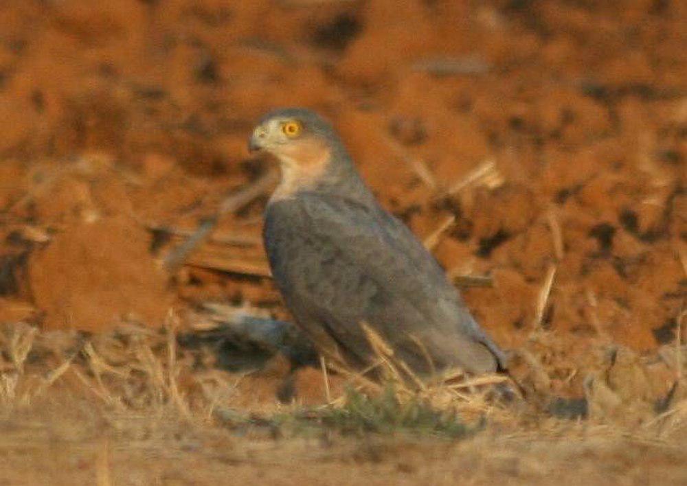 棕胸雀鹰 / Rufous-breasted Sparrowhawk / Accipiter rufiventris