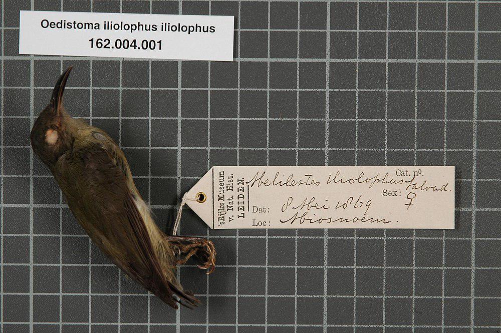 小弯嘴吸蜜鸟 / Dwarf Longbill / Oedistoma iliolophus
