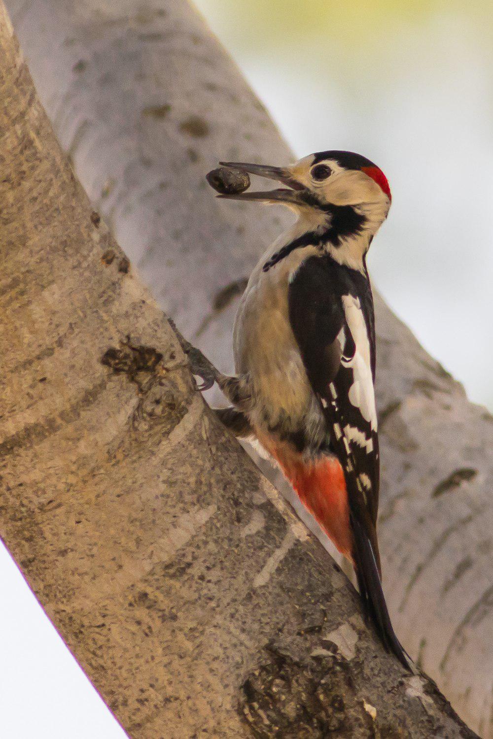 叙利亚啄木鸟 / Syrian Woodpecker / Dendrocopos syriacus