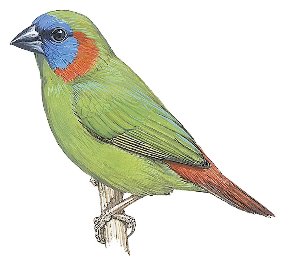 红耳鹦雀 / Red-eared Parrotfinch / Erythrura coloria