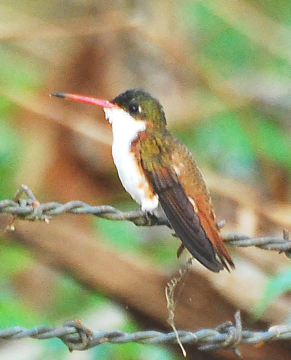 栗胁蜂鸟 / Cinnamon-sided Hummingbird / Leucolia wagneri