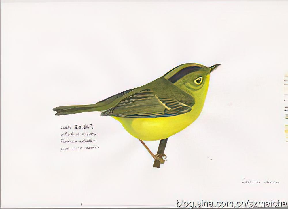 韦氏鹟莺 / Whistler\'s Warbler / Phylloscopus whistleri