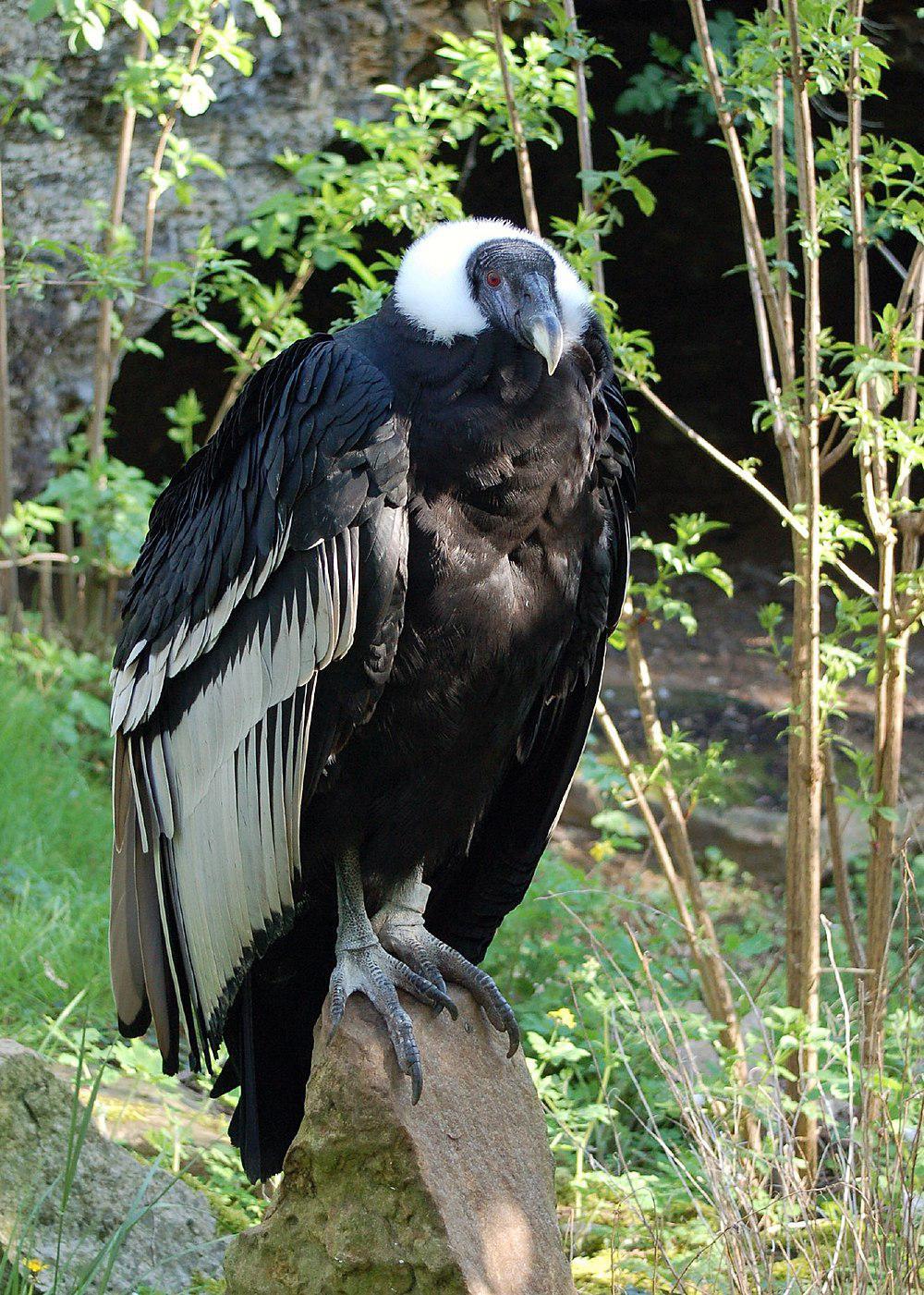 安第斯神鹫 / Andean Condor / Vultur gryphus