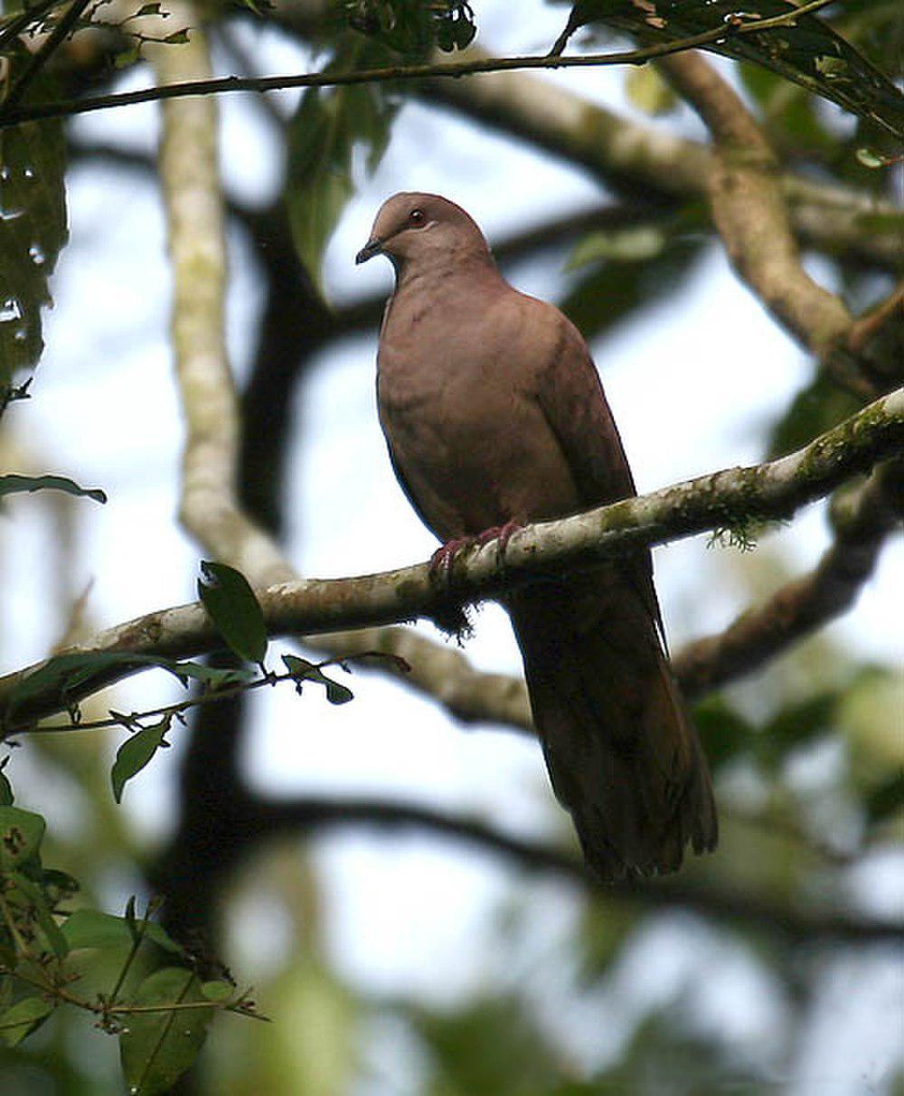 赤鸽 / Ruddy Pigeon / Patagioenas subvinacea