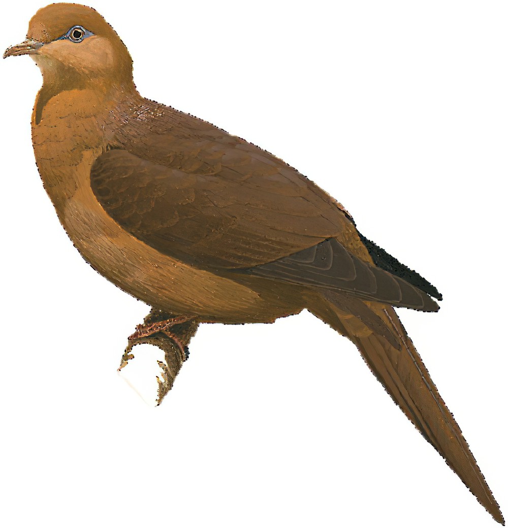 巴鲁珊鹃鸠 / Barusan Cuckoo-Dove / Macropygia modiglianii