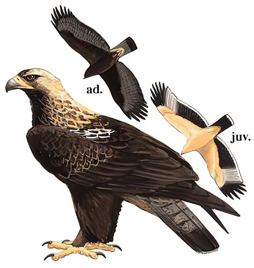 白肩雕 / Eastern Imperial Eagle / Aquila heliaca