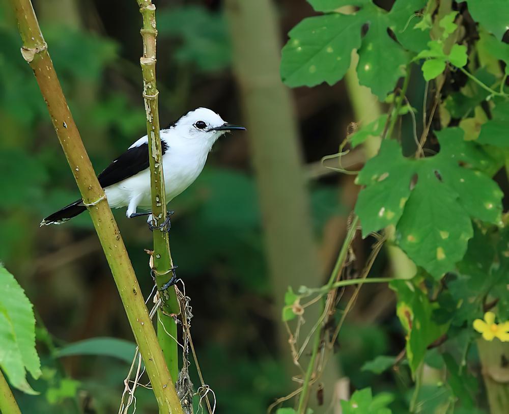 斑水霸鹟 / Pied Water Tyrant / Fluvicola pica