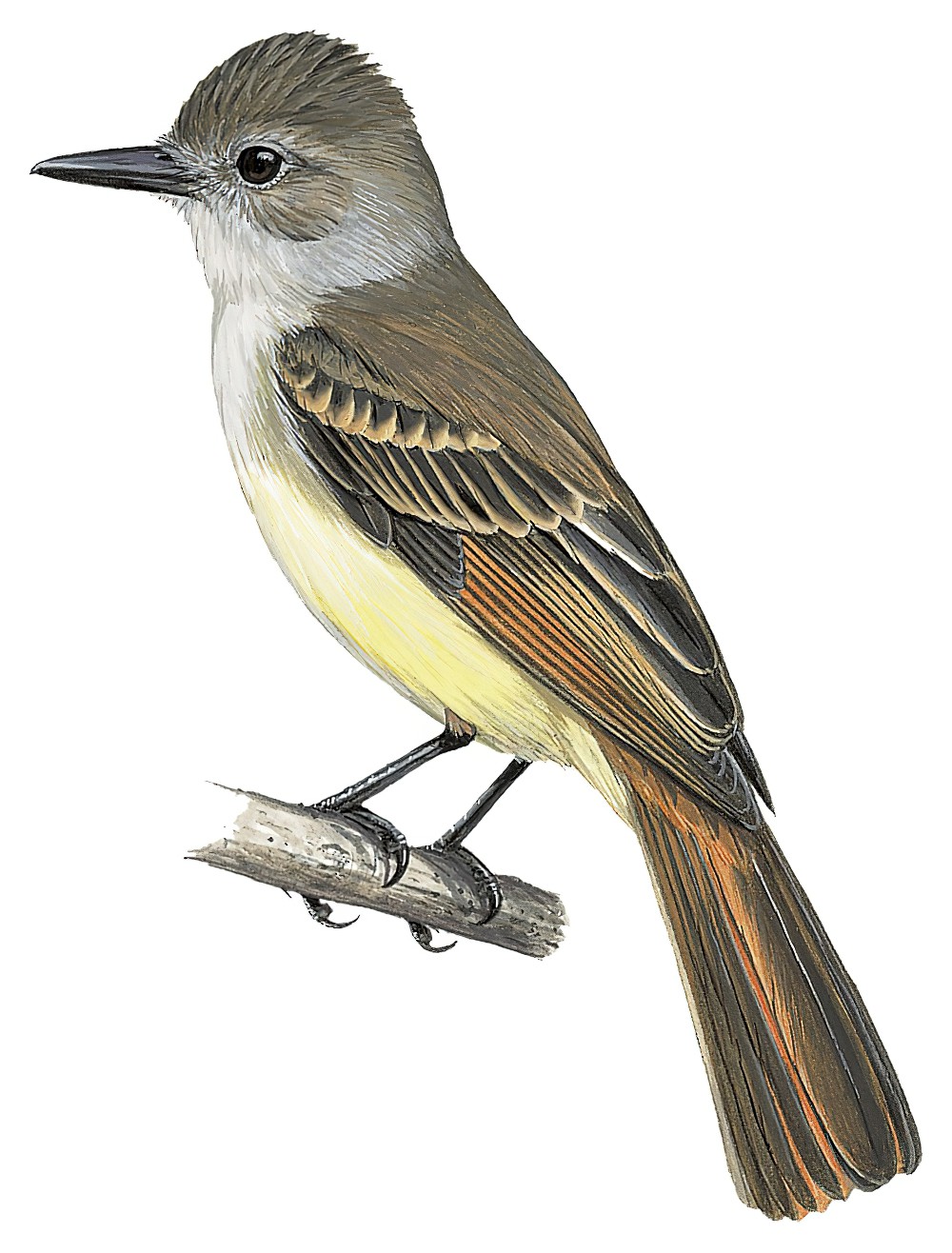 安岛蝇霸鹟 / Lesser Antillean Flycatcher / Myiarchus oberi