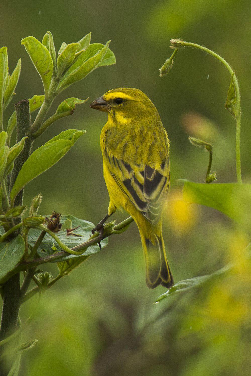 硫磺丝雀 / Brimstone Canary / Crithagra sulphurata