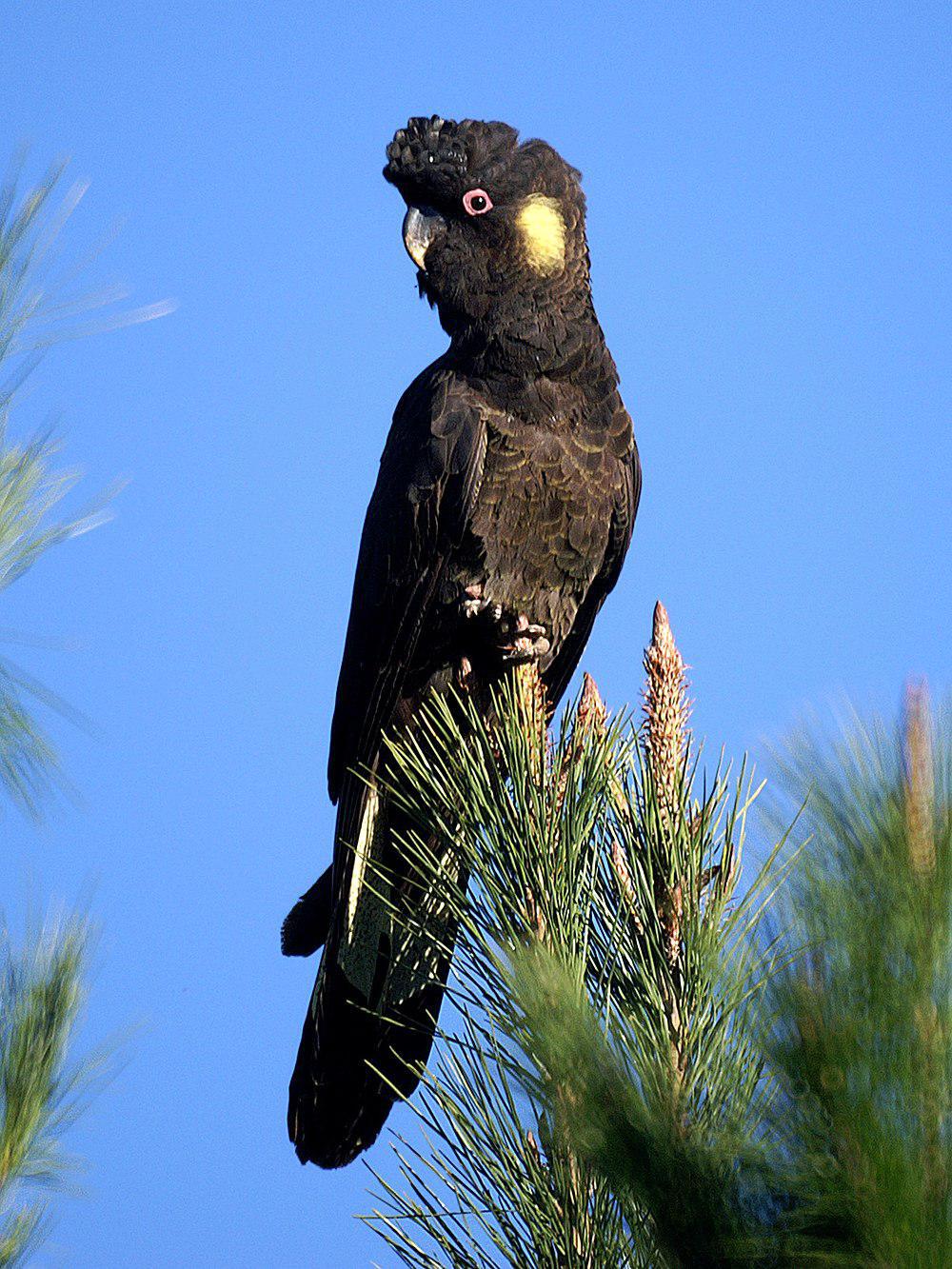 黑凤头鹦鹉 / Yellow-tailed Black Cockatoo / Zanda funerea