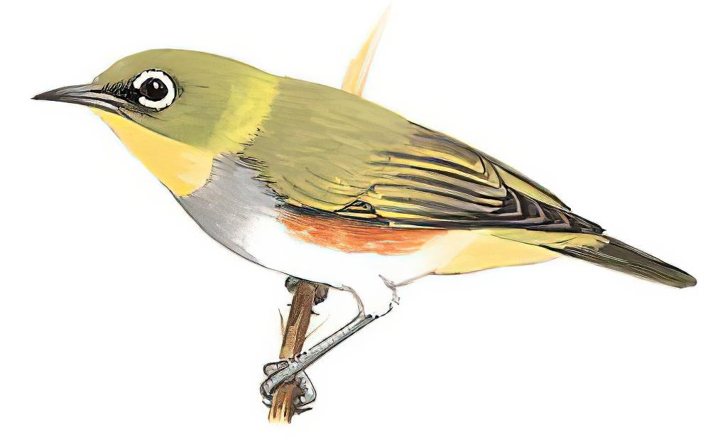 红胁绣眼鸟 / Chestnut-flanked White-eye / Zosterops erythropleurus