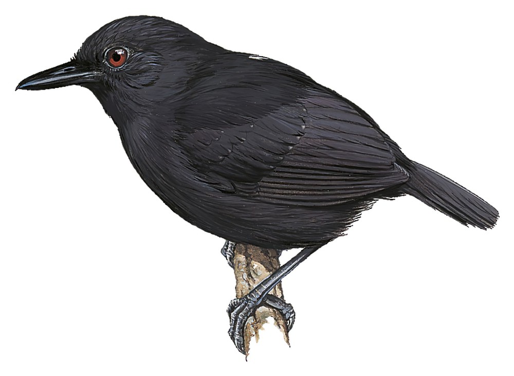 短尾蚁鸟 / Stub-tailed Antbird / Sipia berlepschi