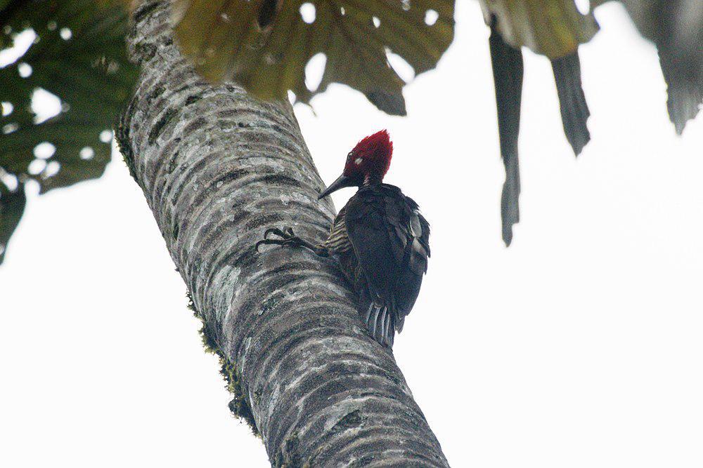 厄瓜多尔啄木鸟 / Guayaquil Woodpecker / Campephilus gayaquilensis