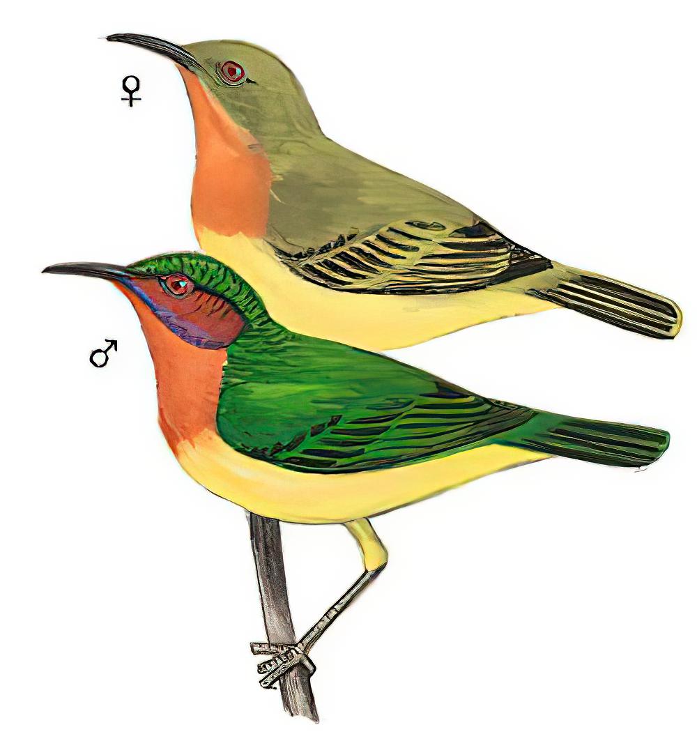 紫颊直嘴太阳鸟 / Ruby-cheeked Sunbird / Chalcoparia singalensis