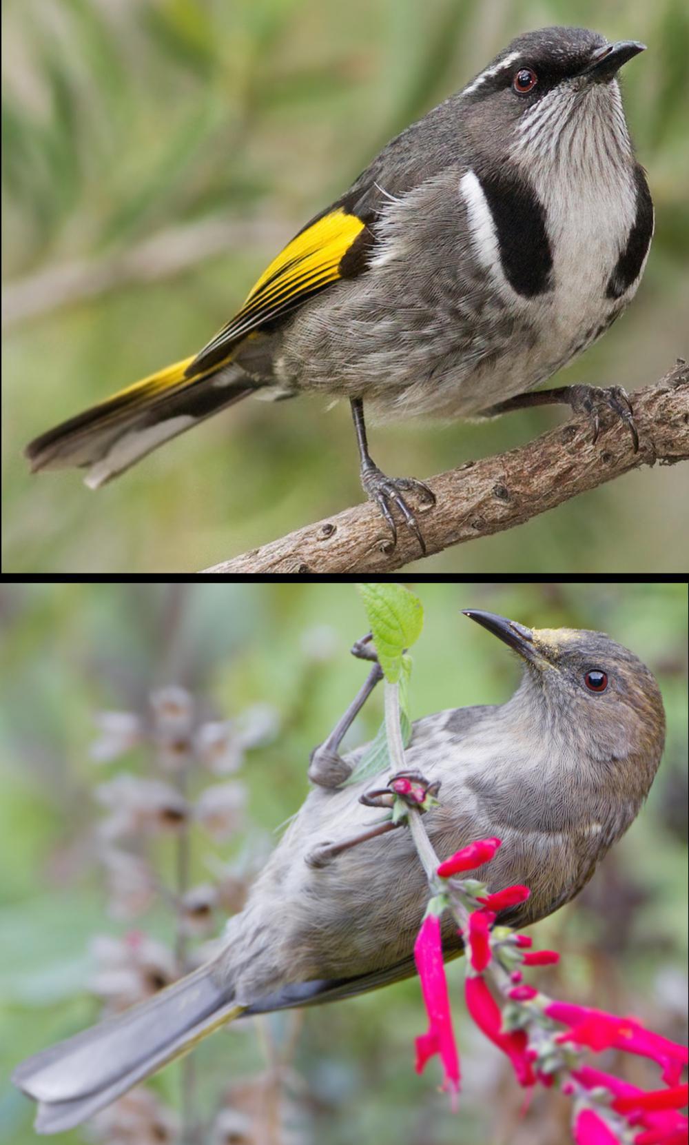 月斑澳蜜鸟 / Crescent Honeyeater / Phylidonyris pyrrhopterus